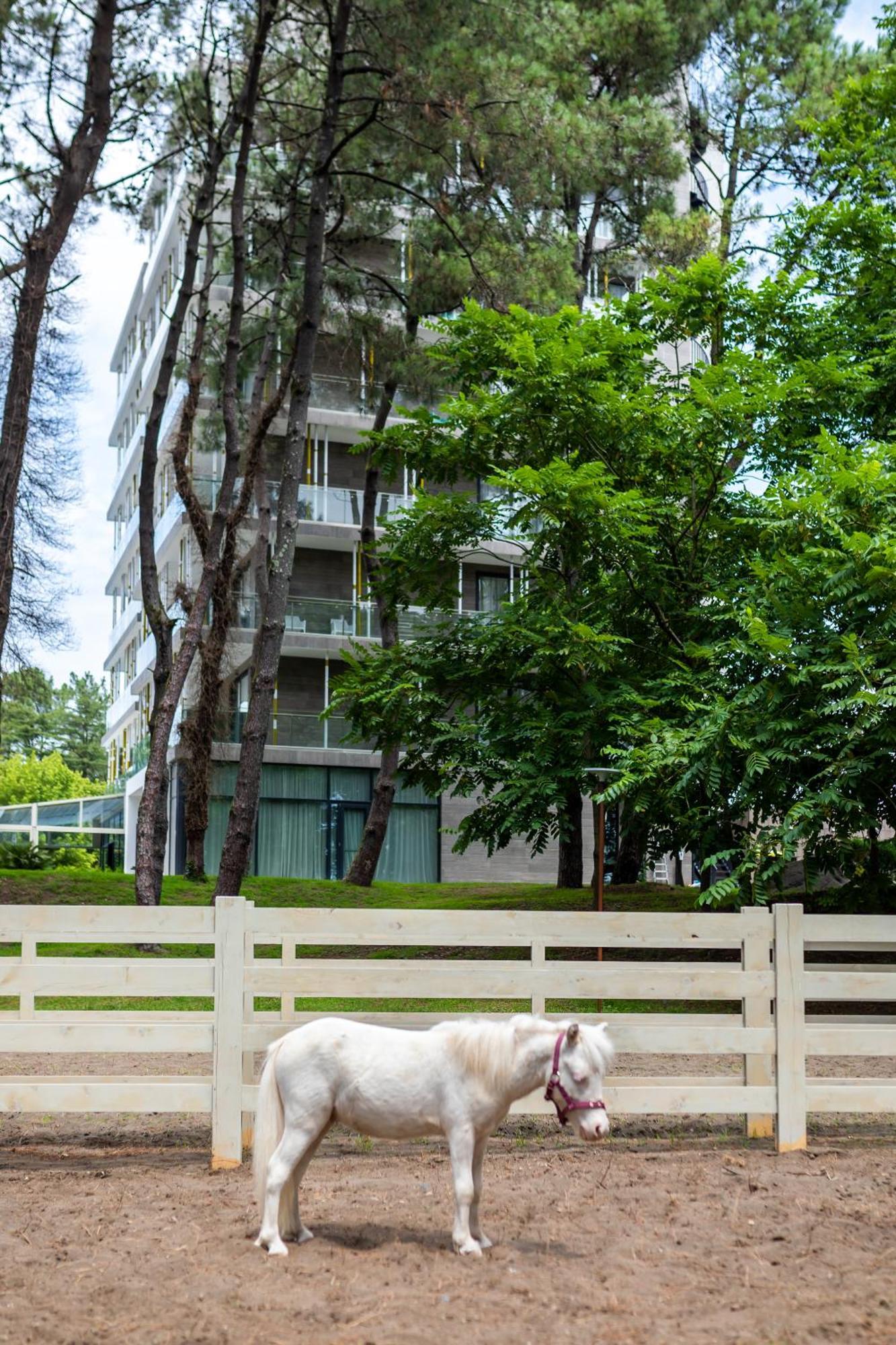 Magnika Resort Shekhvetili Exteriör bild